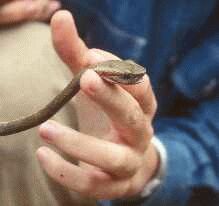 Bothrops atrox