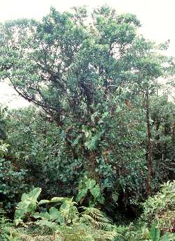 Gipfelbaum