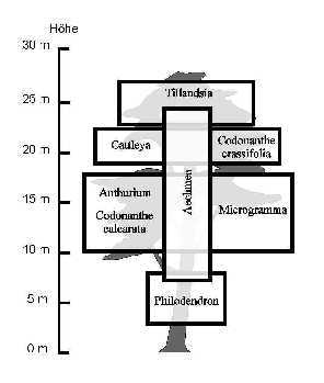height distribution
