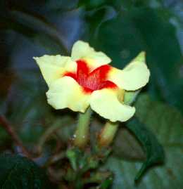 Mandevilla sp.