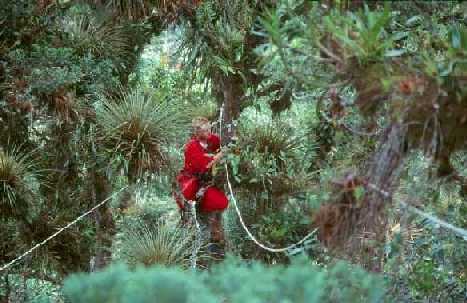 sampling epiphytes
