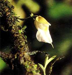 Utricularia buntingiana