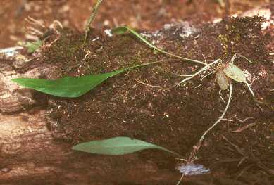 Speicherknollen der Utricularia