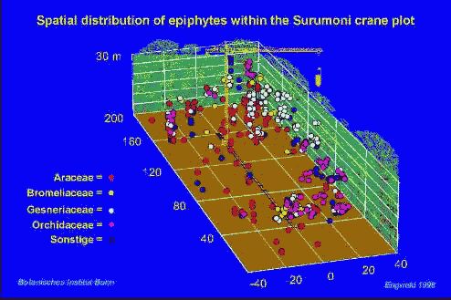 epiphyte distribution 3-D